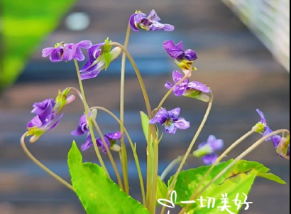 春天路边的野花，你认识吗？（二）